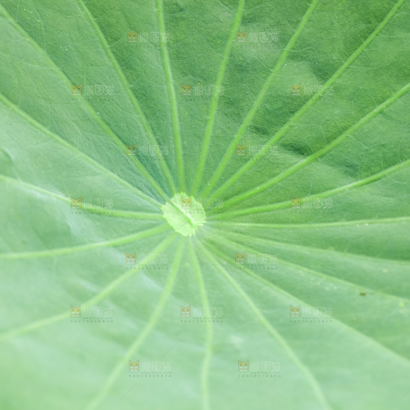 一片荷花叶子