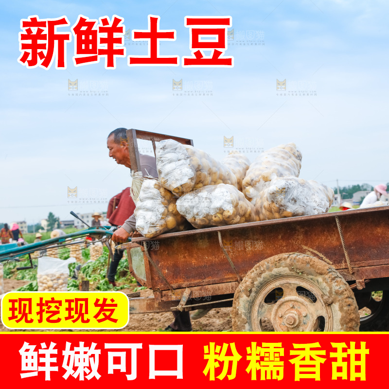 农民正在运输土豆