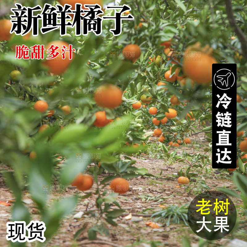 树上长着橘子