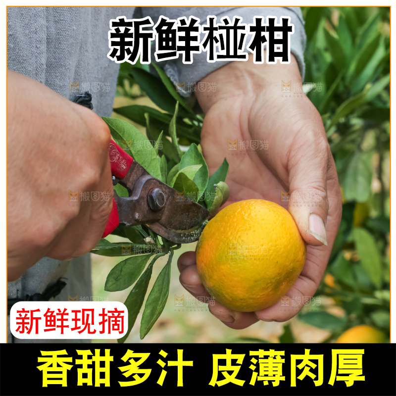 农民正在摘橘子