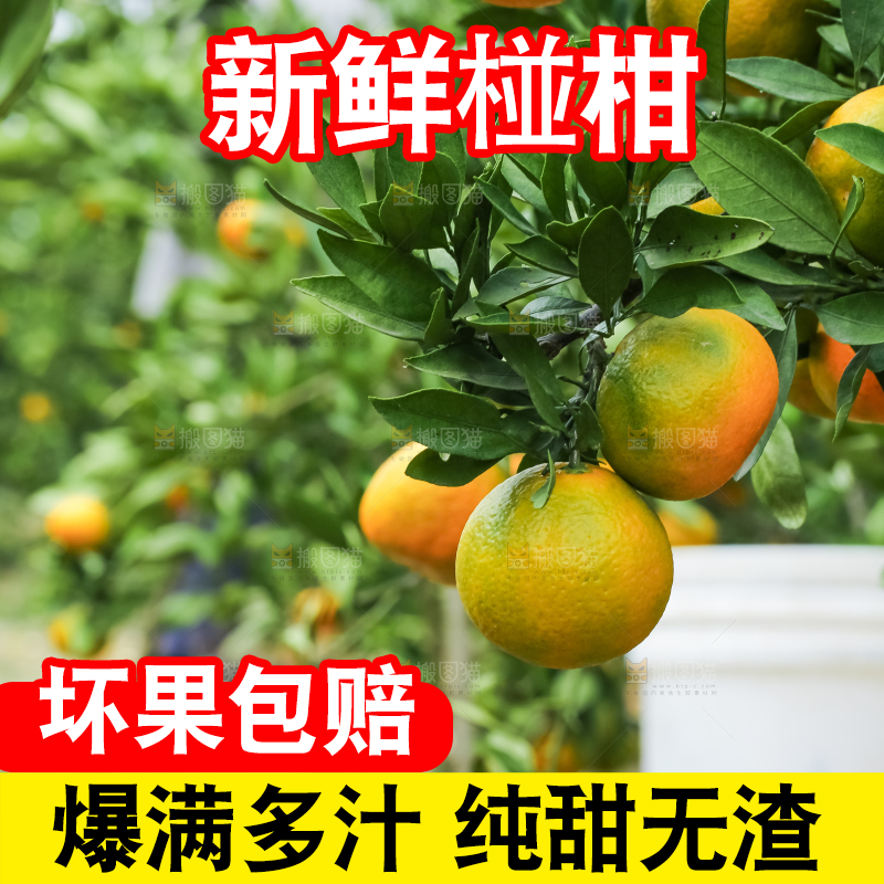 树上结着椪柑橘