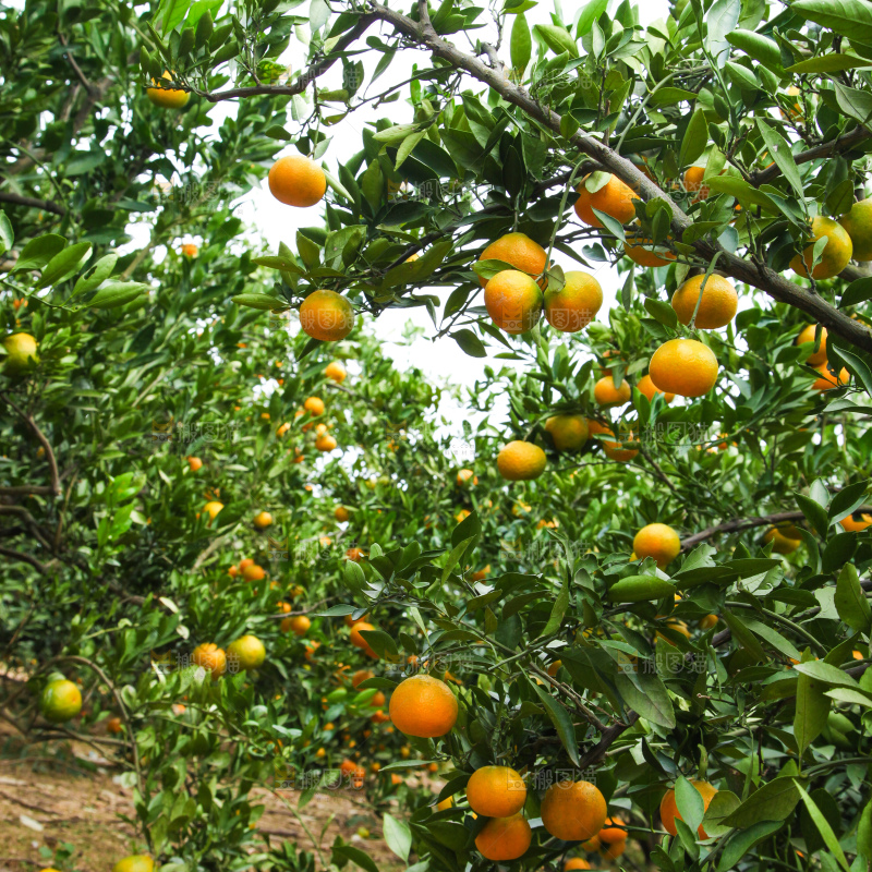 橘子种植基地