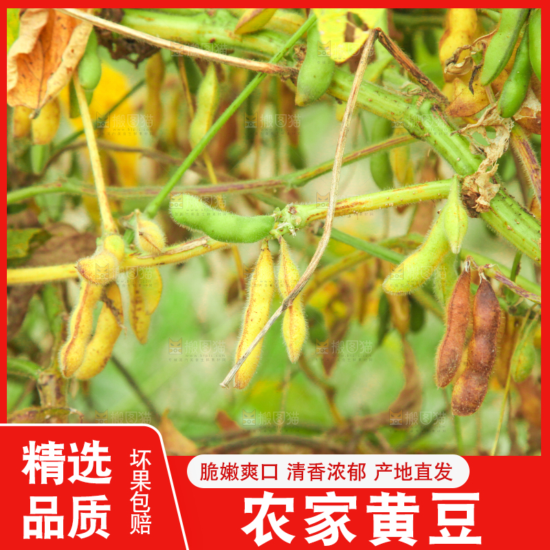 田里的黄豆