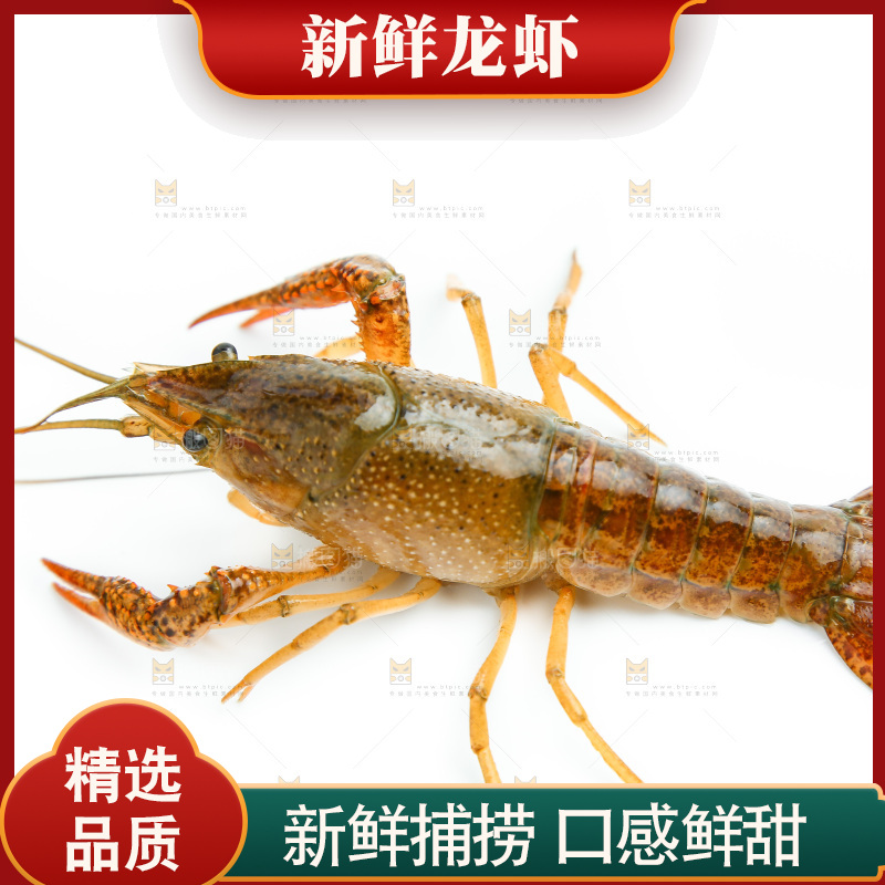 白底上放着小龙虾