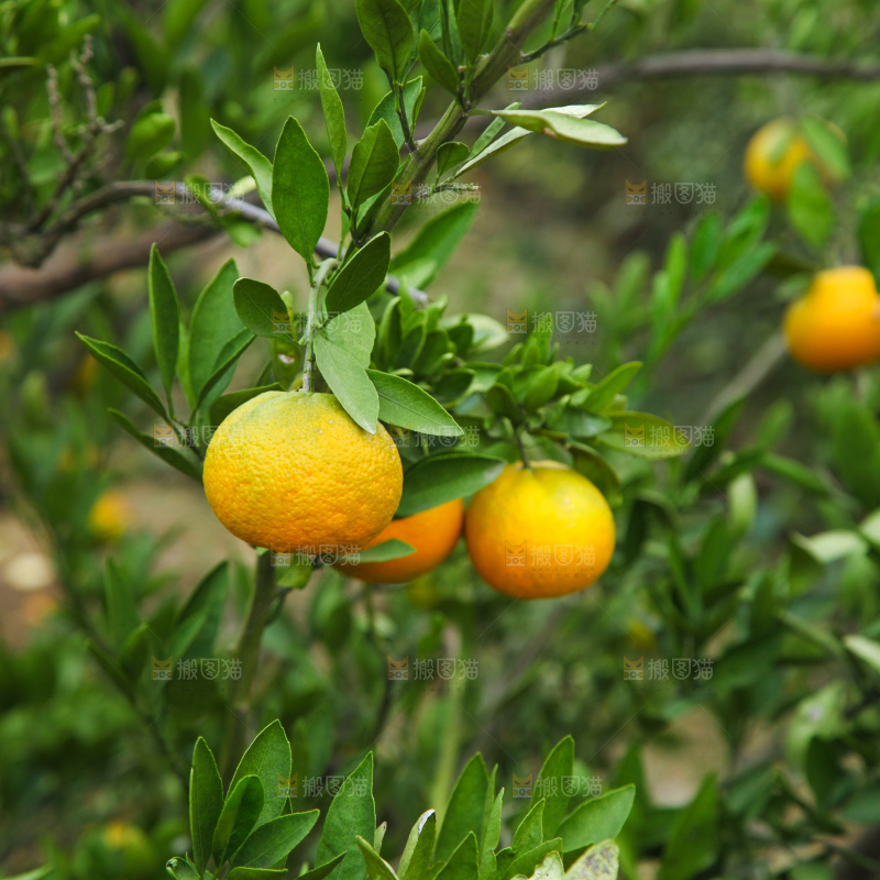 橘子种植基地