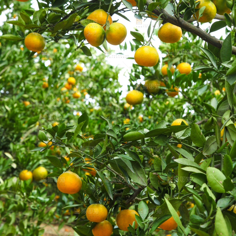 橘子种植基地