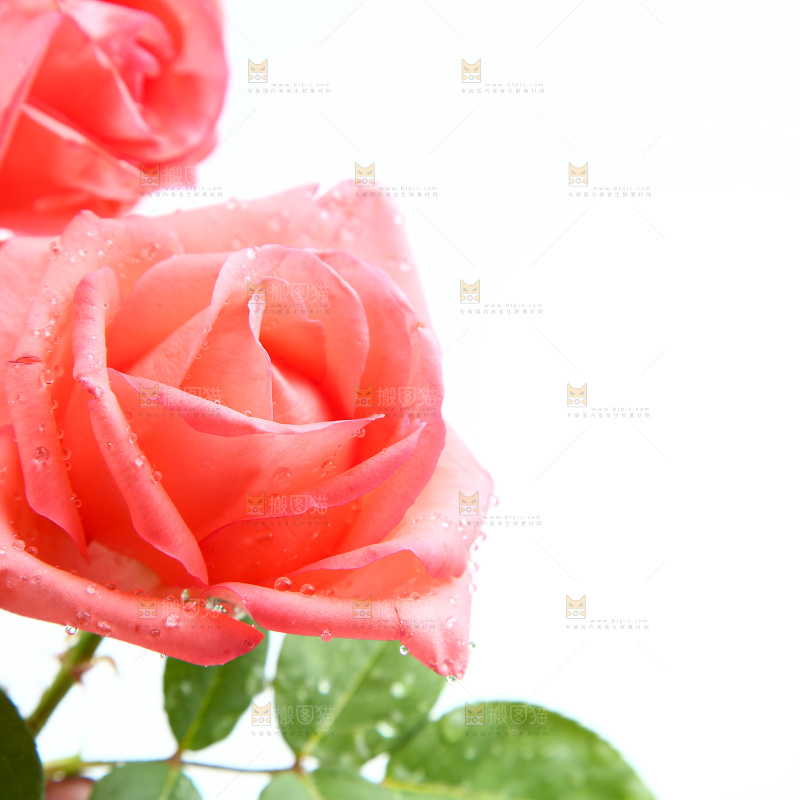 白底上的月季花
