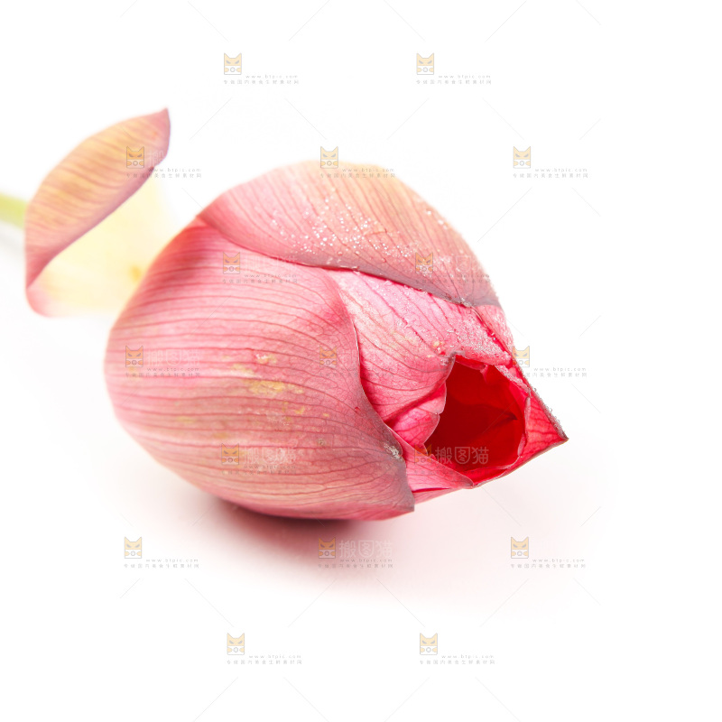 浅底上的莲花