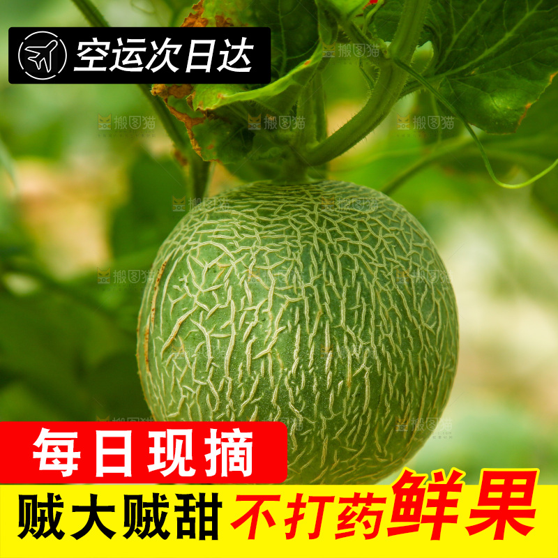 大棚里的玫珑瓜