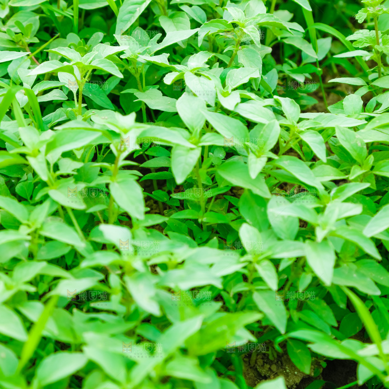 田里的荆芥