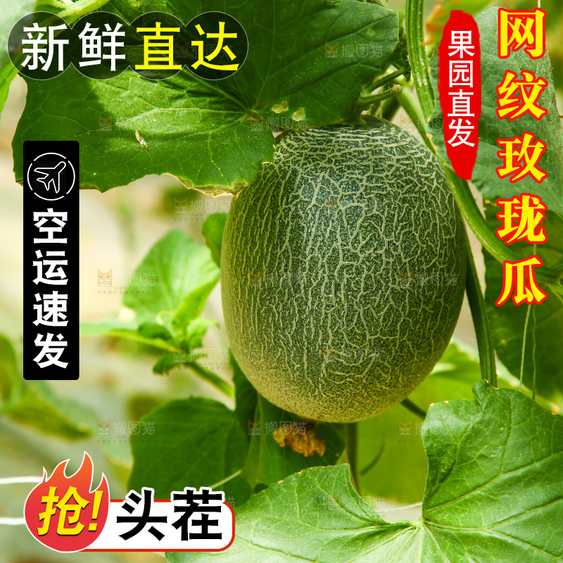 大棚里的玫珑瓜
