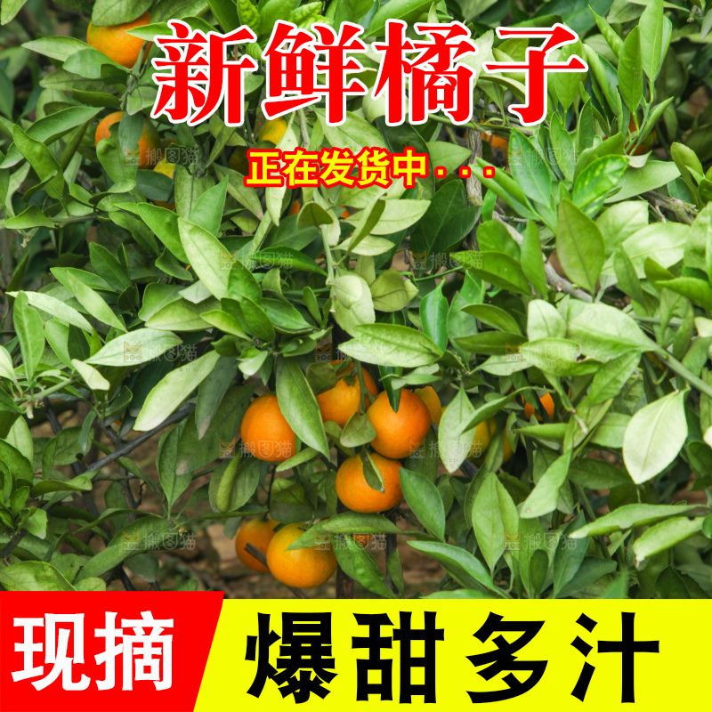 橘子种植基地