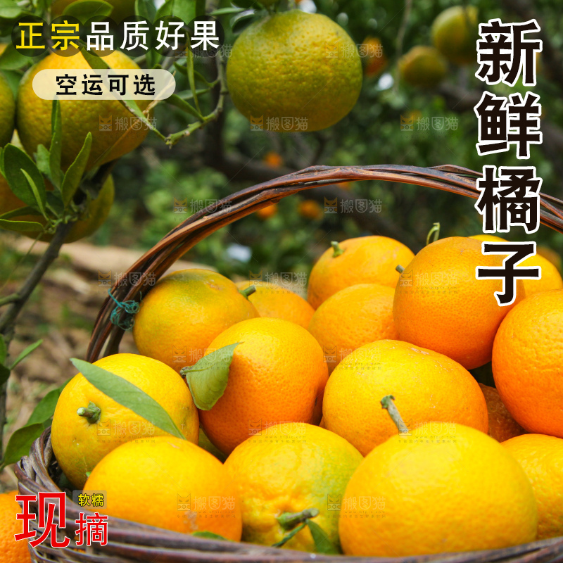 橘子种植基地
