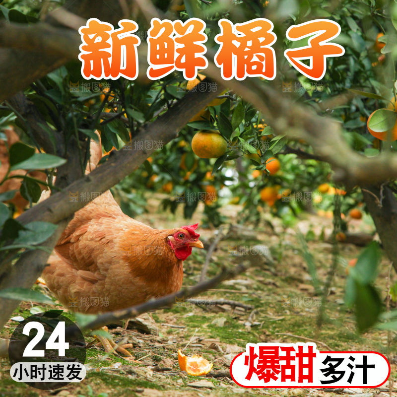 树上长着橘子