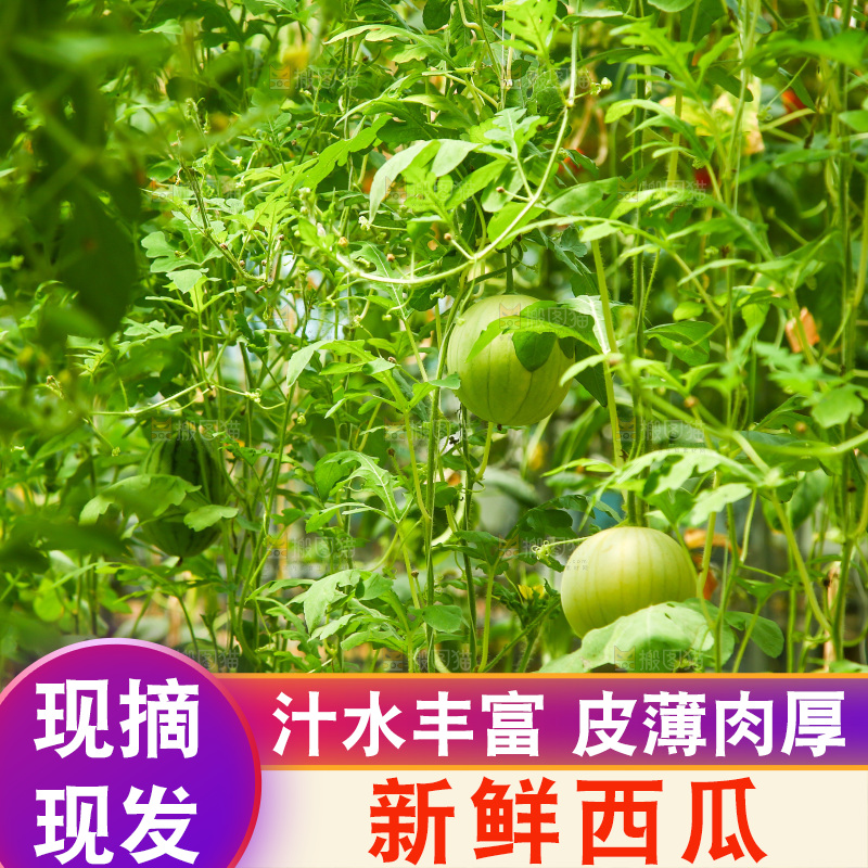大棚里种着西瓜