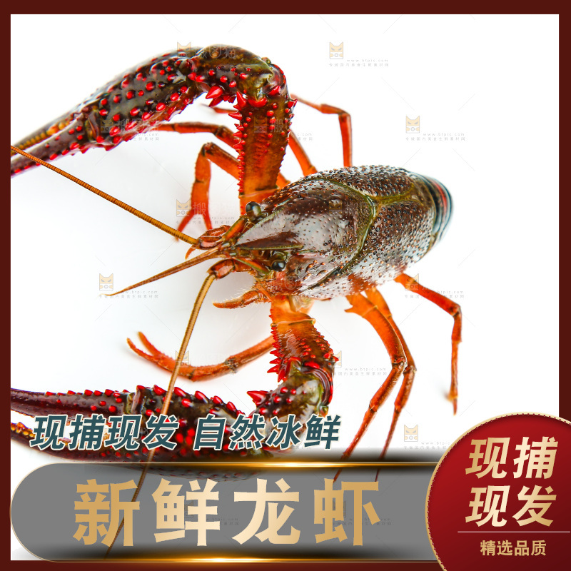 白底上放着一只龙虾