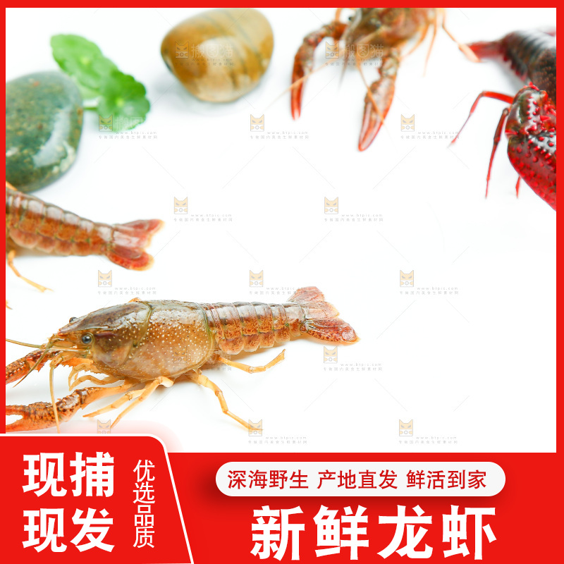 白底上放着小龙虾
