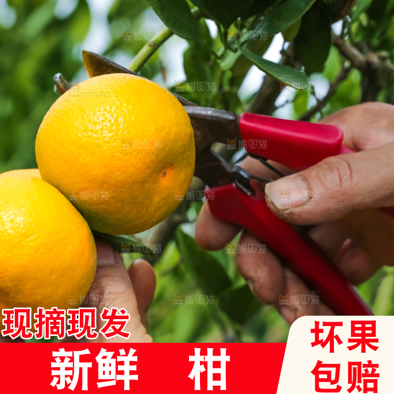 农民正在摘橘子