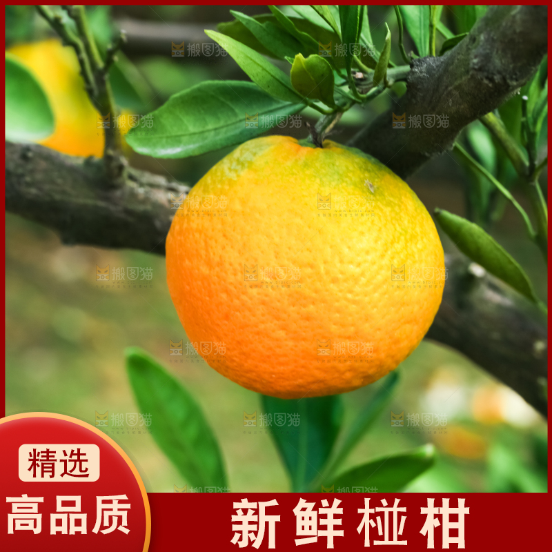树上长着椪柑