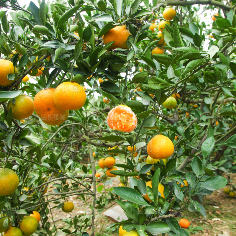 橘子种植基地