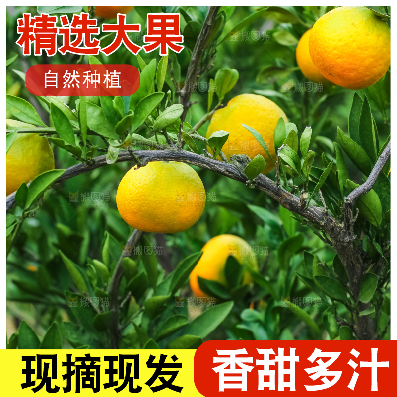 树上结着椪柑橘