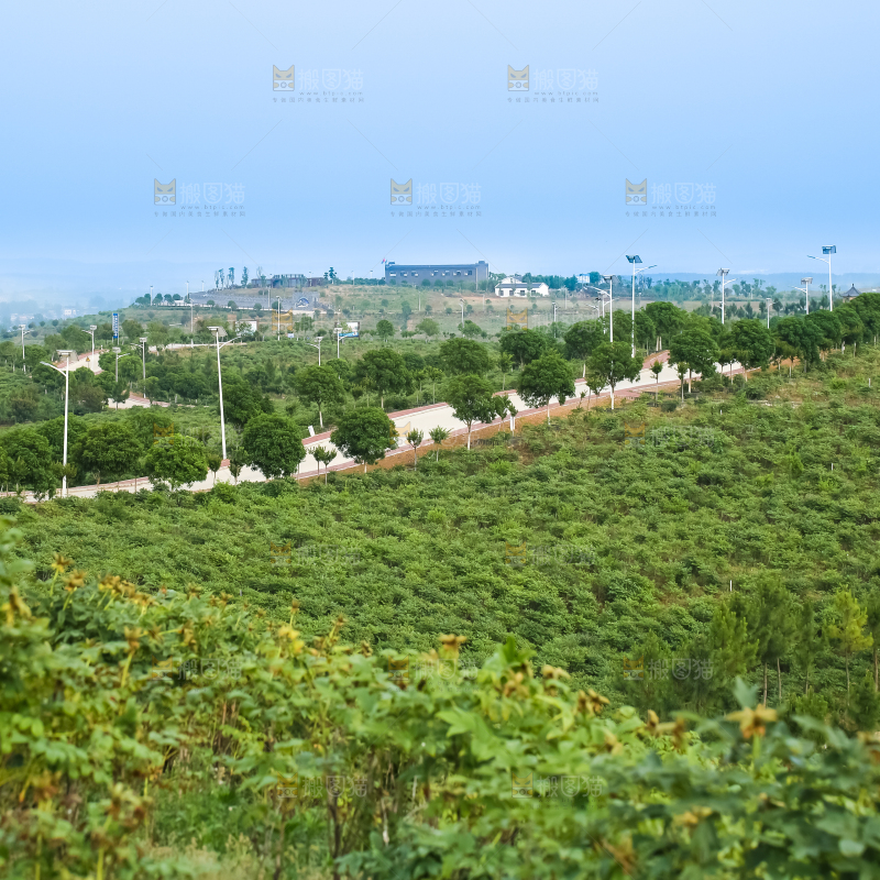 山上的桃林