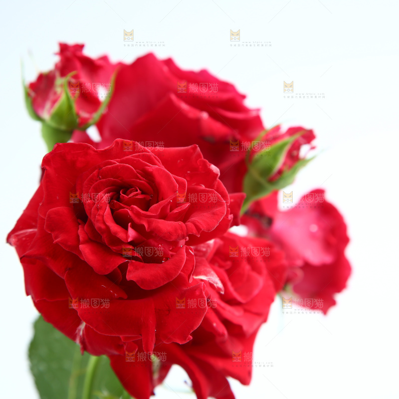 白底上的月季花