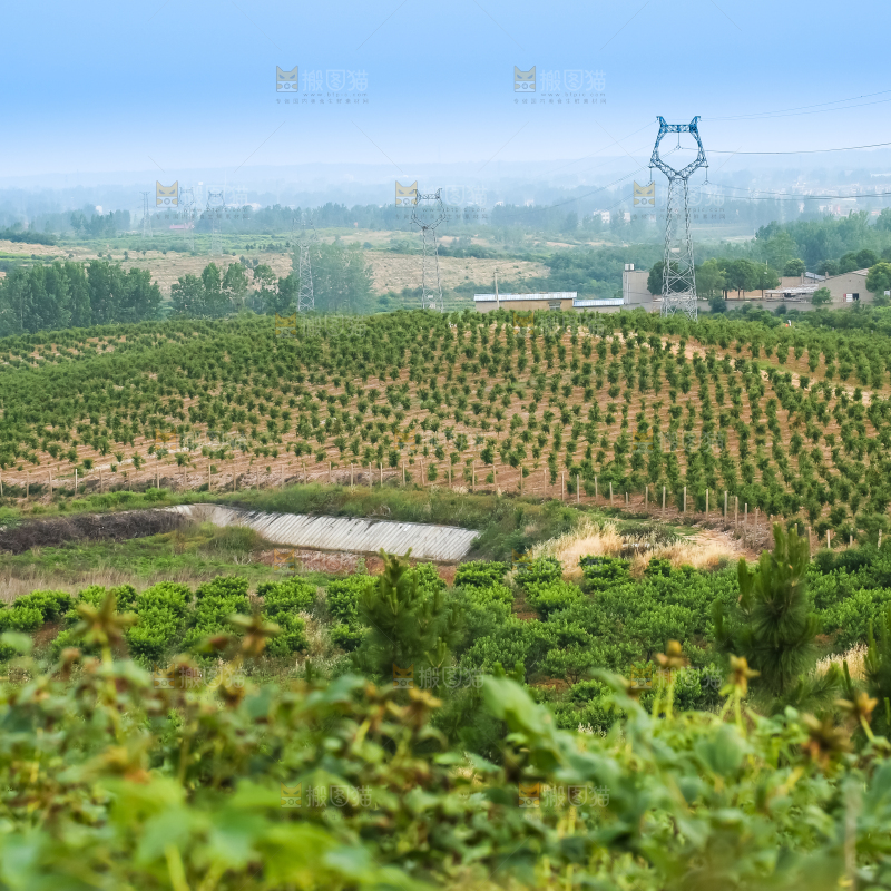 山上的桃林