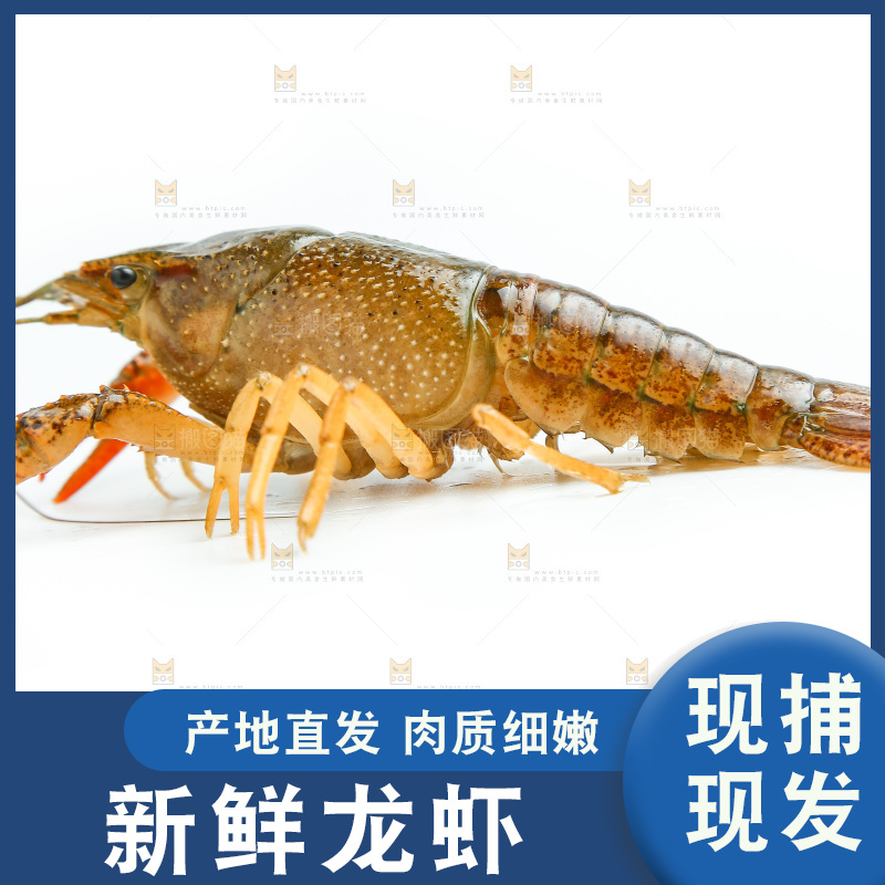 白底上放着小龙虾
