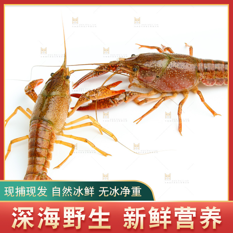 白底上放着两只龙虾