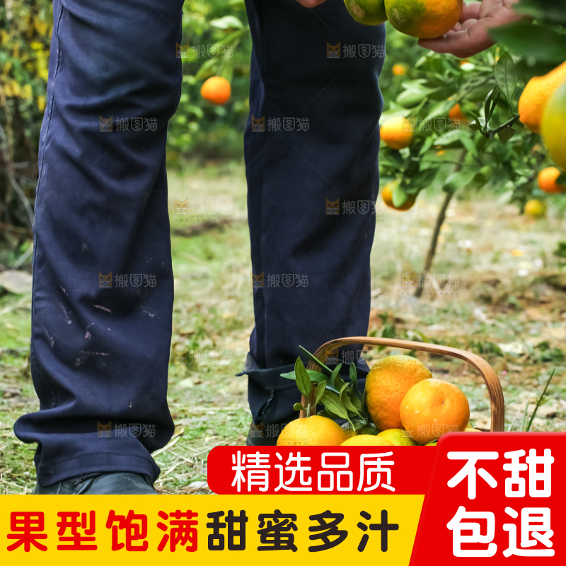 果园里的橘子