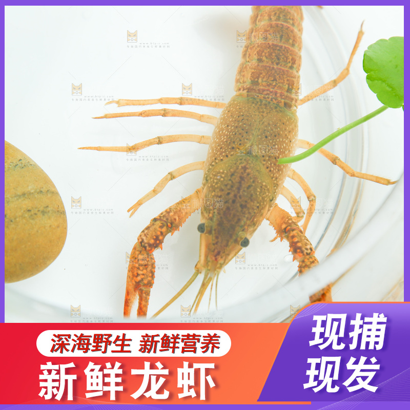 白底上的水缸里放着一只龙虾