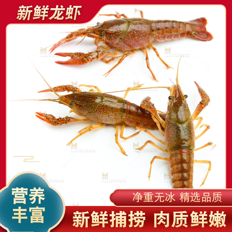 白底上放着三只小龙虾