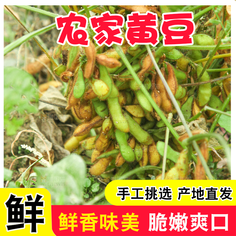 田里的黄豆