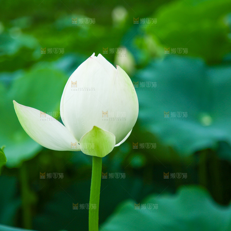 一朵新鲜荷花