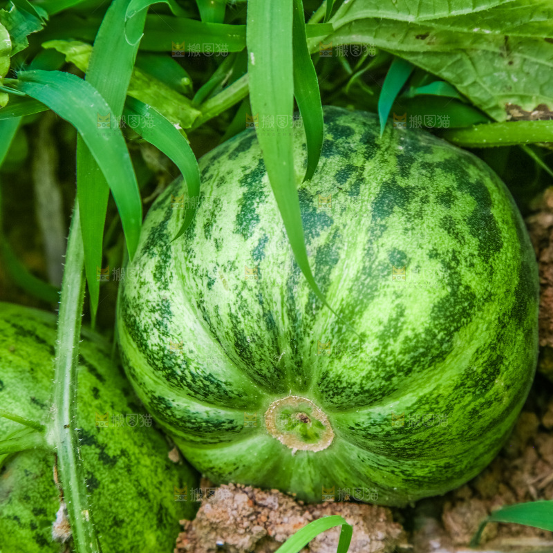 田地里种植的香瓜