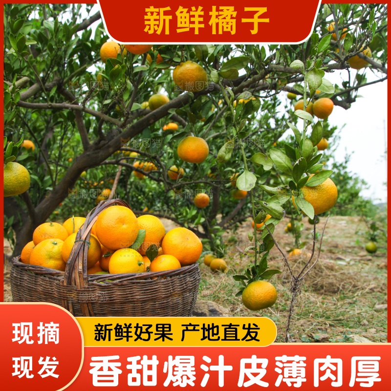 橘子种植园