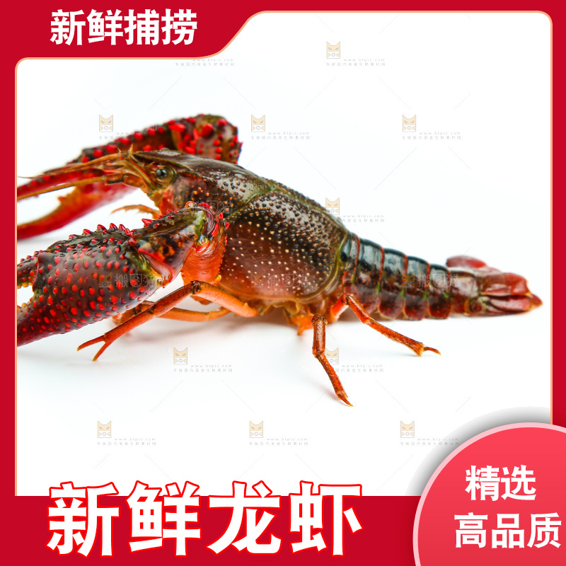 白底上放着一只龙虾