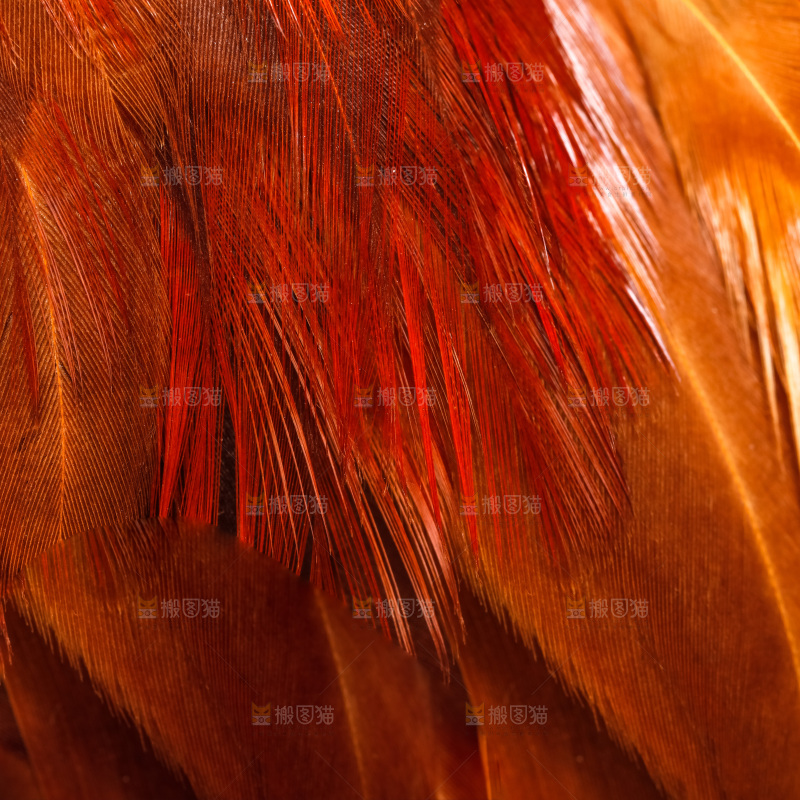 公鸡身上的羽毛