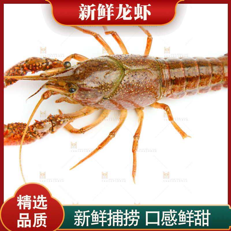 白底上横放着一只龙虾