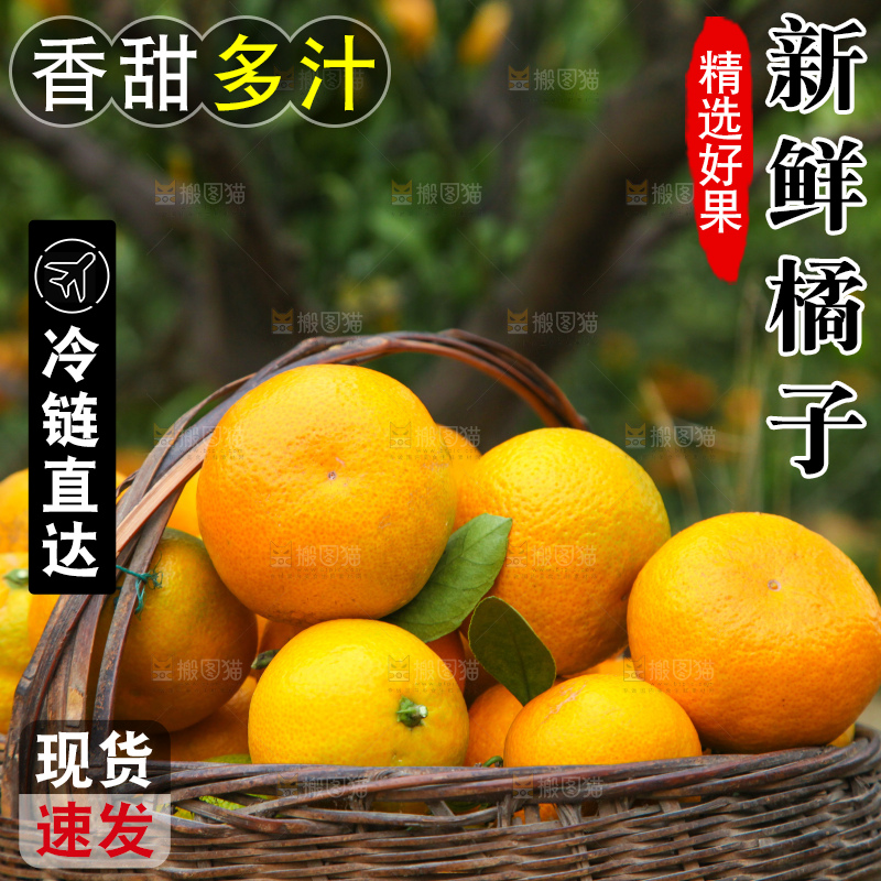 橘子种植园