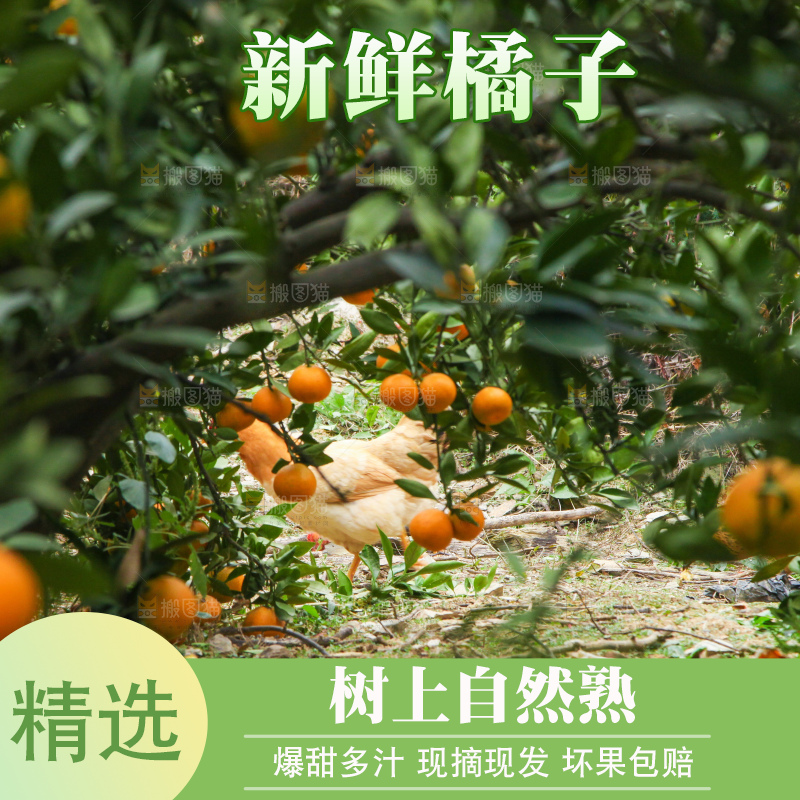 橘子种植基地