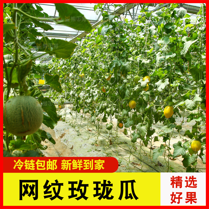 大棚里的玫珑瓜