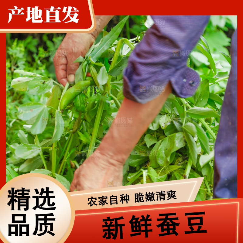 田里的蚕豆