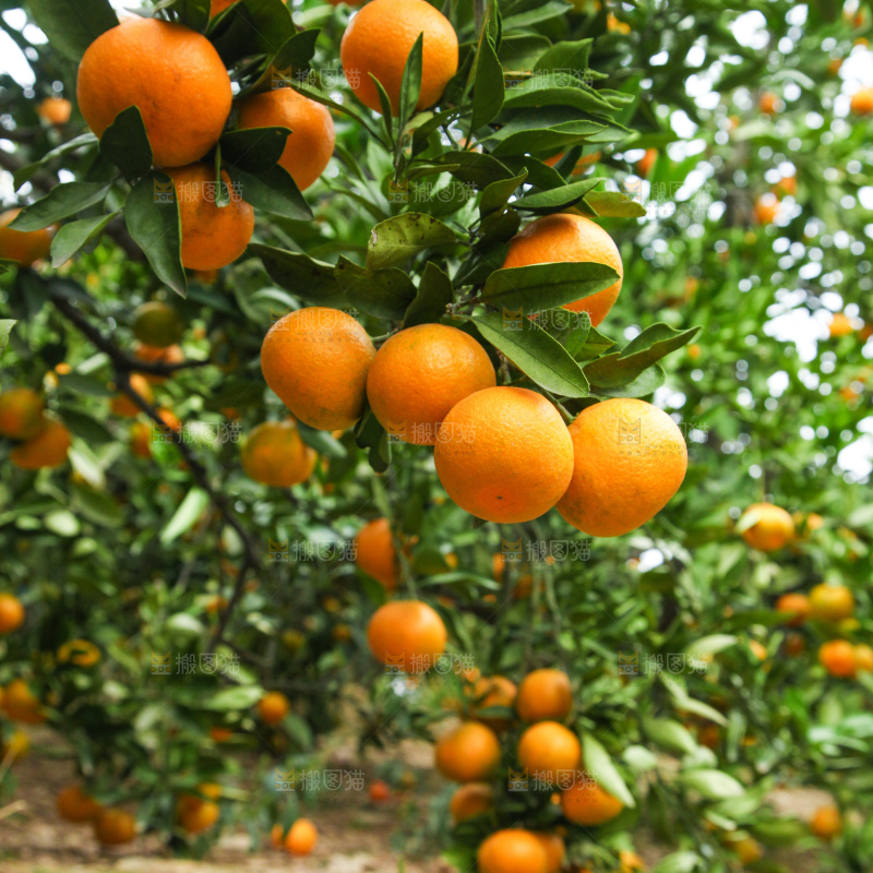 橘子种植基地