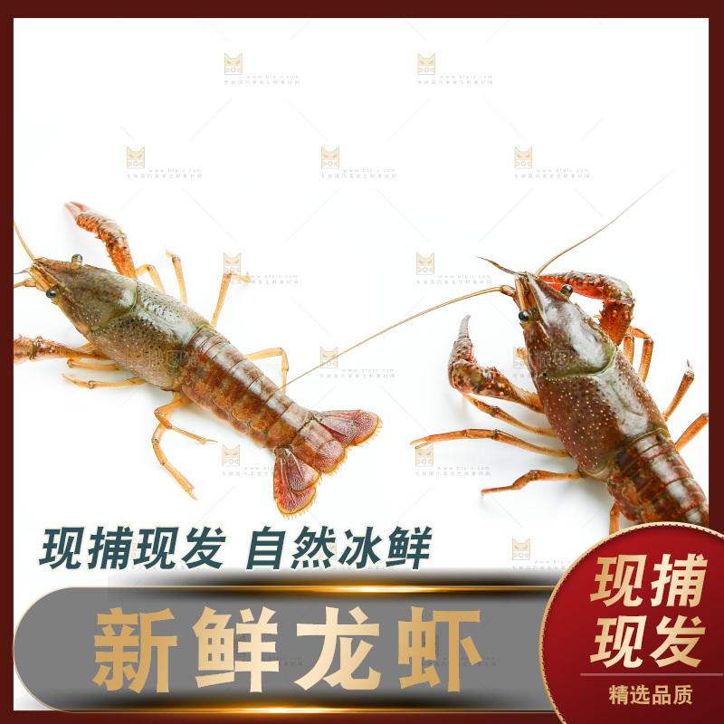 白底上的龙虾