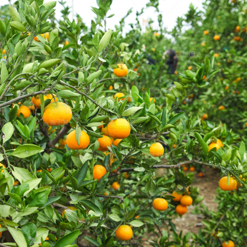 橘子种植基地