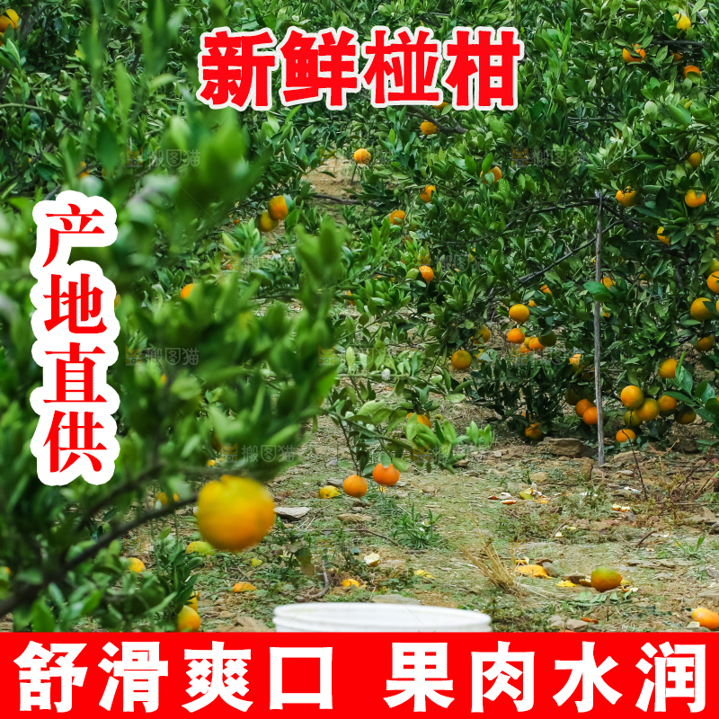 树上结着椪柑橘