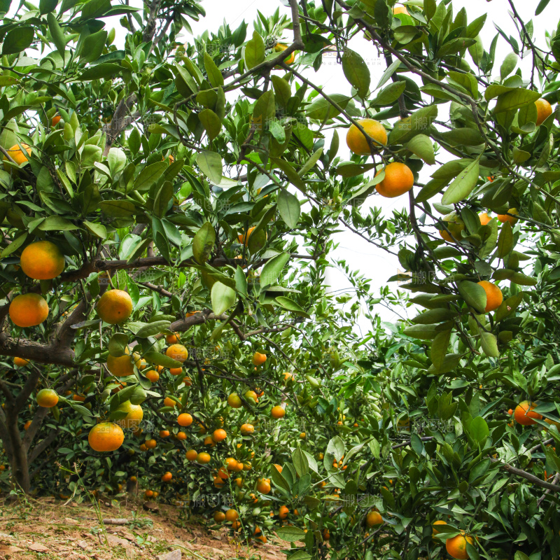 橘子种植基地