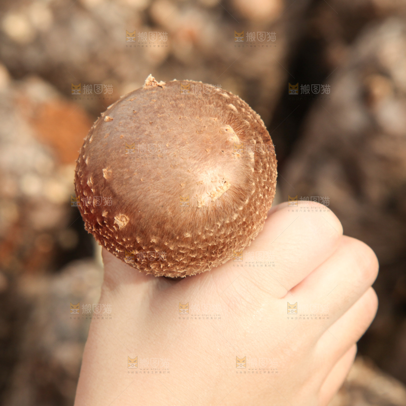 手里拿着香菇